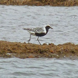Grey Plover - Pluvialis squatarola © John Muddeman